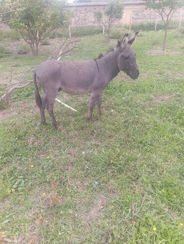ağdam xoruzu gence: Erkek eşşək — 2