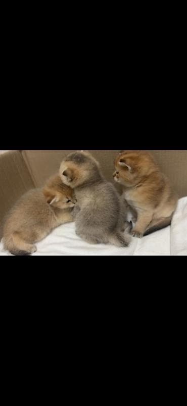 pişik pişik: Britan, Dişi — 3