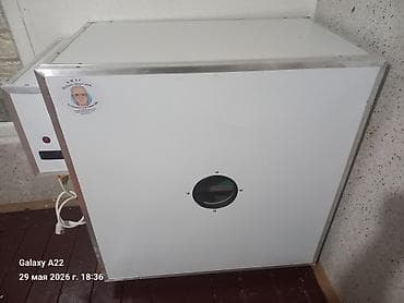 Satılır 550 yumurtalıq təzə dir heç işlənməyib — 4
