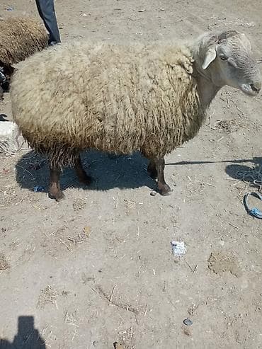 qoyun derisi: Erkək, il: 2, 90 kq, Damazlıq, Ünvandan götürmə — 2