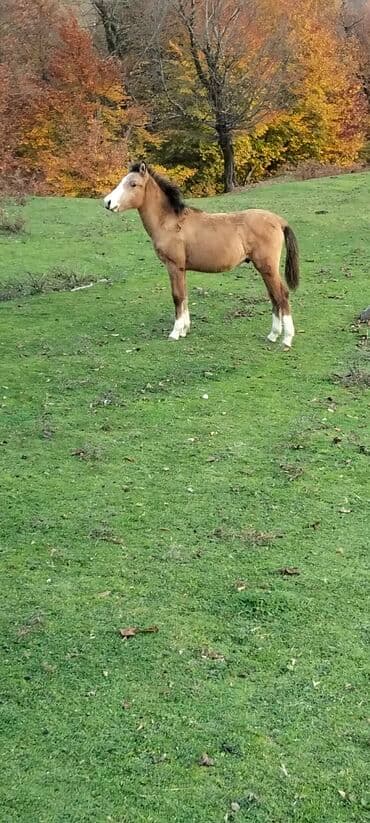 сколько стоит лошадь в азербайджане: Salam aleykum satılır atası və anası Qarabağ atıdı istiyən olsa əlaqə — 4