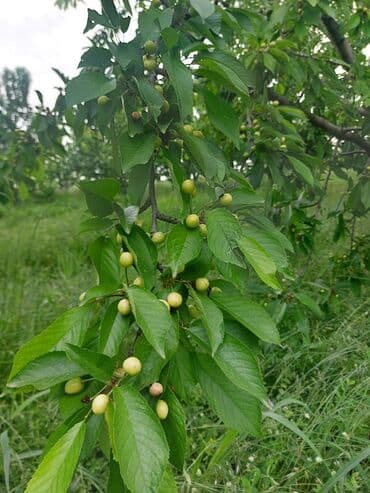 tuya ağacı yağı: 2 hektar 79 sot Məhsul: Gilas bağı Xaçmaz Rahimoba yolunda Asvaltdan — 3