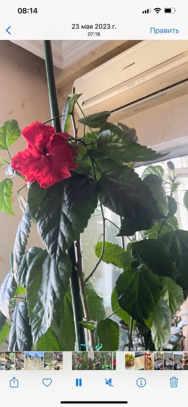 Qida məhsulları: Holland sortu qibiskus,diger adi kitayiskiy roza,cox gozel bulletin — 2