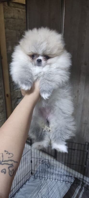 şotlan pişik: Şotland yastı qulaq, Erkək, Dişi, Yaxşı əllərə, Ünvandan götürmə, Pulsuz çatdırılma, Ödənişli çatdırılma — 73