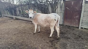 Bu buzağı açıq rəngli, ağ və bej çalarlarında xəzlə təchiz olunmuşdur lalafo.az -da Bu buzağı açıq rəngli, ağ və bej çalarlarında xəzlə təchiz olunmuşdur