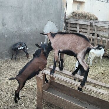 yerli cins inekler: Əmlik cepisler kəsmək üçün say və seçim çoxdur buyurun. alpin çəpiş 3 — 2