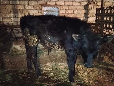 Гуси: Satışda: Qaramal heyvanları (inək və dana) Xüsusiyyətlər: - — 2