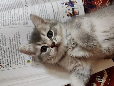 it ucun qurd dermani: Britan, Dişi, Yaxşı əllərə, Ünvandan götürmə — 2