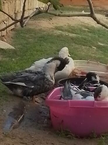 ördək balası və cücə: Ev şəraitində bəslənən ördəklər - Növ: məişət üçün saxlanılan — 4