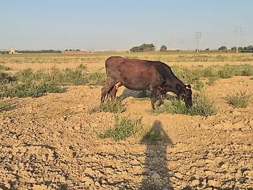 inek satisi: TƏCİLİ SATILIR. 2 aylıq boğazdı 15 L süd verir, 3 cü qarındı aşağı — 2