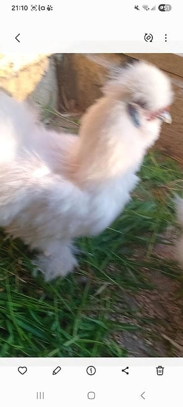 quş hini: Satılır: ponpon xoruzu temiz qan 8 ayliq esil damazliqdr feresi — 4