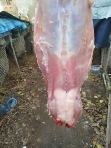 baliq topdan satis: Dovşan eti halal kesilmiş halal ceki 1 ededi gelir 1k.800q. 1k.500q — 42