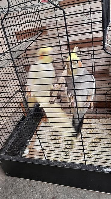 karella quş: Nimfa (cockatiel) cütlüyü və qəfəs - Növ: Nimfa (Nymphicus — 6