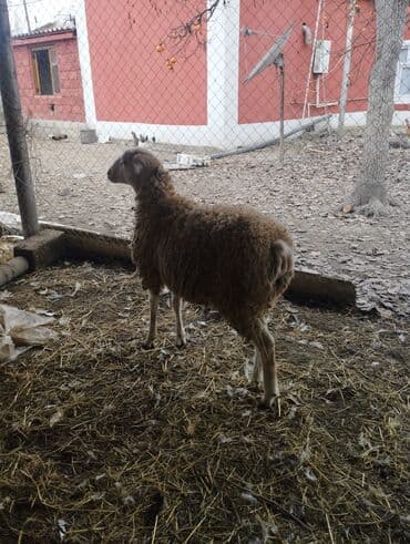 Gəmiricilər: Hər ikisi cins quzlaridir iksdə dişdir 5-6 aylıq quzlardir qiyməti — 10
