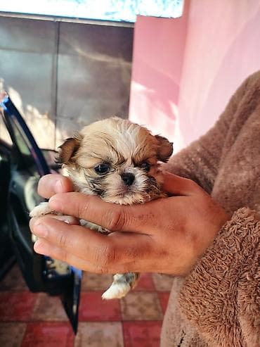 avcarka itləri: Pekines — 7