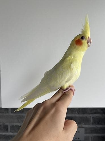 qizil qus: 3 ədəd 1,5 aylıq Nimfa tutuquşu (cockatiel) . Ev quşlarımın balalarıdı — 2