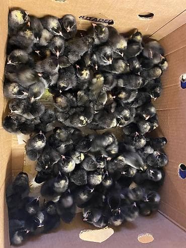 bildircin cucəsi: Toyuq cücələri, Ətlik — 3