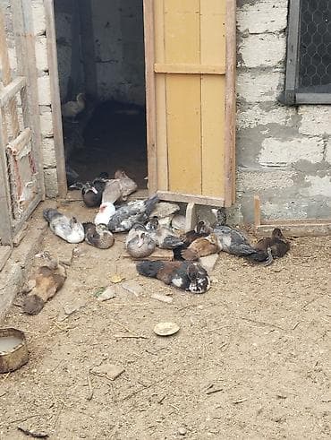qus iran: Satılır: Muskovi (indoutka) ördəkləri – damazlıq ana ördəklər və — 1