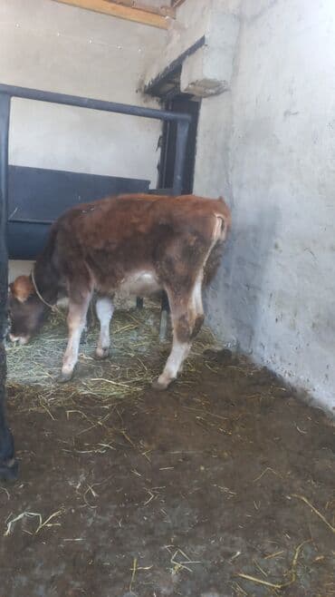 Inəklər, öküzlər: Salamlar iri buynuzlu mal aliram kimdə var xeber etsin boğaz qisir — 6