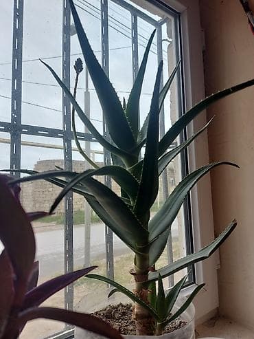 Aloe vera – dekorativ və faydalı sukulent - Növ: Aloe vera (tikanlı