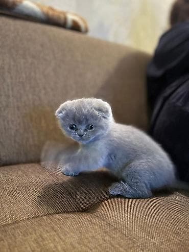 balaca cücə: Şotland — 3