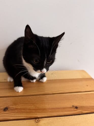 тап аз кошки: Самка, В добрые руки — 6