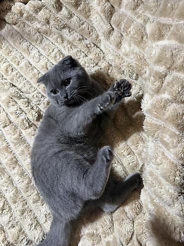 pişik yatağı: Şotland yastı qulaq, Dişi, Yaxşı əllərə, Ünvandan götürmə — 3