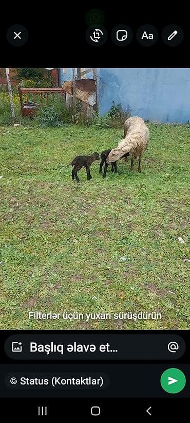 Dişi, il: 4, Damazlıq, Ünvandan götürmə