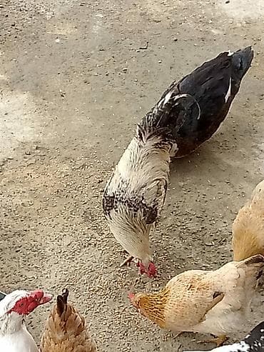 Куры: Xoruz satılır – kənd təsərrüfatı və təsərrüf qarışıqları vuraqan — 1