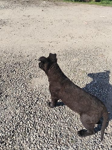 alman afcerkasi: 3 ay, Dişi — 5