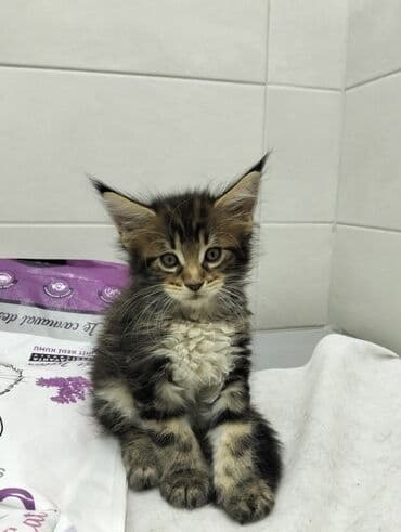 pisik yemeyi: Meyn-kun, Erkək, Dişi, Yaxşı əllərə — 6