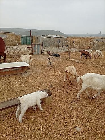 balaca qaz: Təsərrüfatdan müxtəlif yaşda və rəngdə keçilər satılır — 5