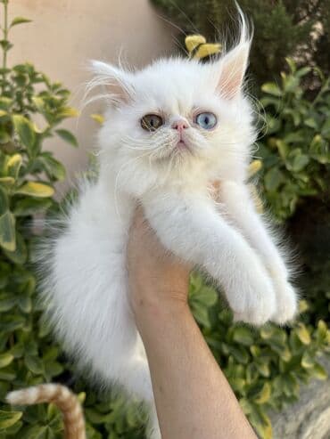 золотая шиншилла котенок: Fars — 18