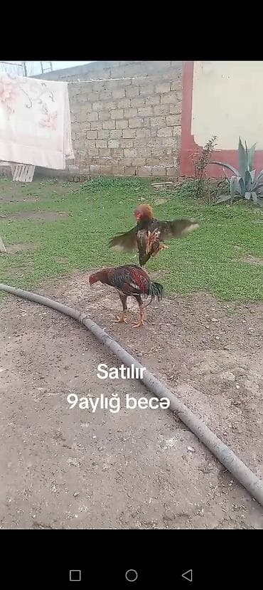Toyuqlar: 9 aylığ becə satılır super becədi barter var itlə telfonla velasbetlə — 3