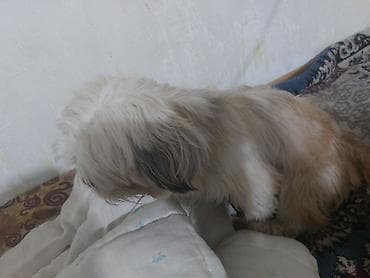 zvanok iti satilir: Shi-tsu, 1 il, Dişi, Peyvəndli, Ödənişli çatdırılma — 2