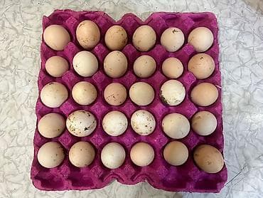ana sekilleri: Məhsul: Təbii kənd toyuq yumurtası satılır. Dənəsi 0.38 qəpik Təsvir — 2