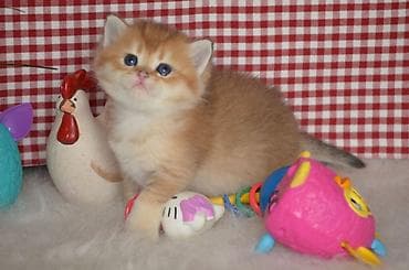 Akvariumlar: Открыта бронь на британских котят золотого окраса. Котята — 10