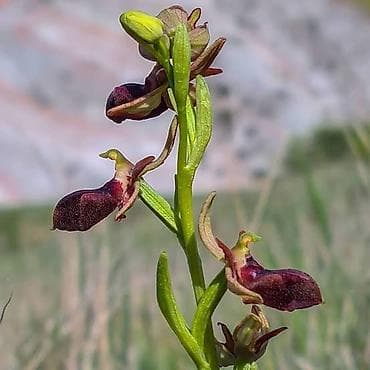 dekabrist gulu qulluq: Saksıda yetişdirilən nadir orkide – “Xaribulbul ” gülləridir - Bitki — 5