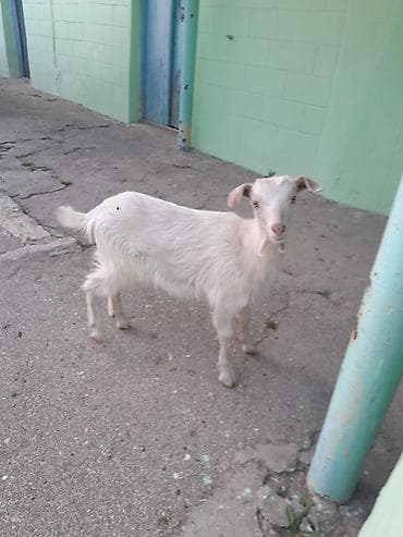 Atlar: Dişi, Zanen, il: 1, 30 kq, Damazlıq, Ünvandan götürmə — 1