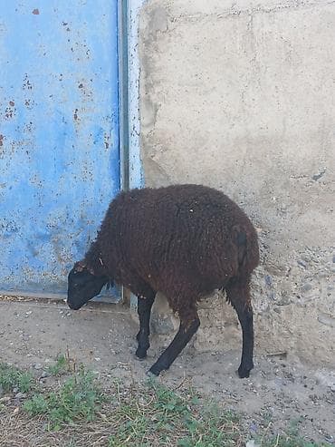 heyvan satisi: Ekiz quzuLu qoyun satıLır quzuLar dişidir ana qoçunu aLıb — 3