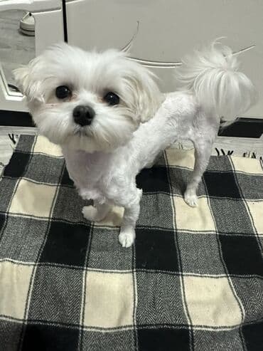 Lincoln: Мальтийская болонка — 2