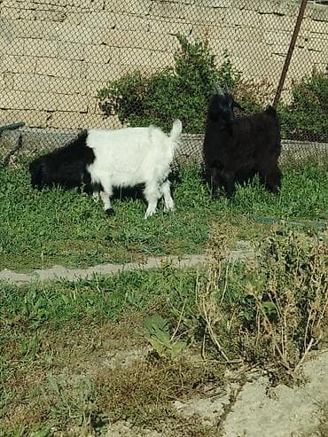 diri qoyun satisi: Məhsul: Keçilər (2 baş) Təsvir: - Cins: Yerli dağ/ət-süd istiqamətli — 5