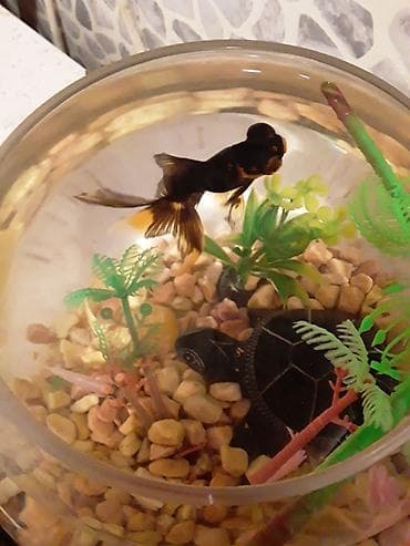 akvarium balaca: Şüşə akvarium dəsti - Dairəvi, şəffaf şüşə akvarium (balaca ölçülü — 2