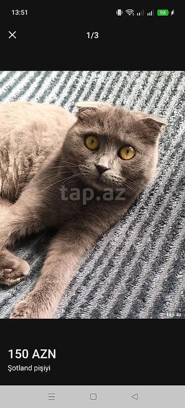 sotland pisiyi: Şotland — 1