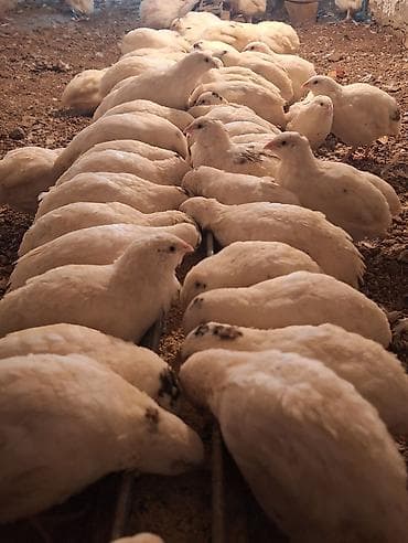 cücə satışı 2023: 30-35 günlük Texas bildirçinləri satılır.Sağlam və aktivdir, təmiz — 3