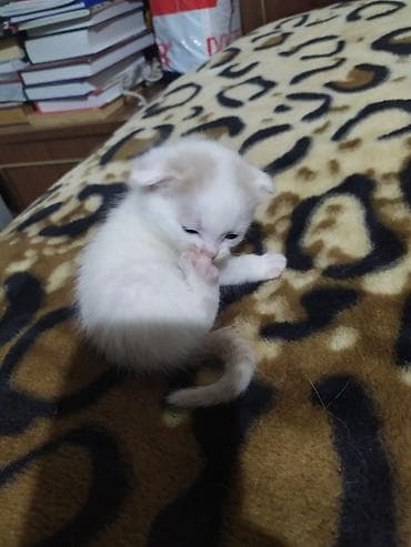 ucuz pudel: Məhsul: Balaca pişik balaları Təsvir: - Rənglər: ağ-narıncı və tam — 4