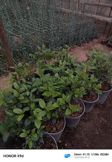 şeki: Məhsul: dekorativ kollar üçün əkilmiş fidanlar (qablarda) Təsvir: - — 2