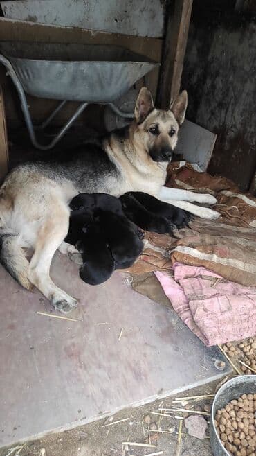 1 aylık doberman: Alman çoban iti, 3 ay — 5