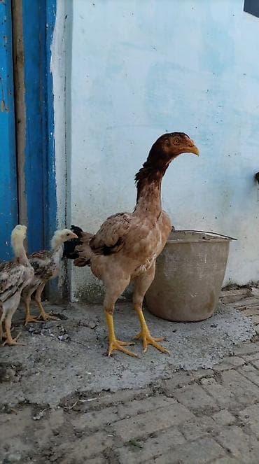 ucuz göyərçin: Heyratı yumurtası satılır.Ariginal,təmiz qan heyvanlardı — 10