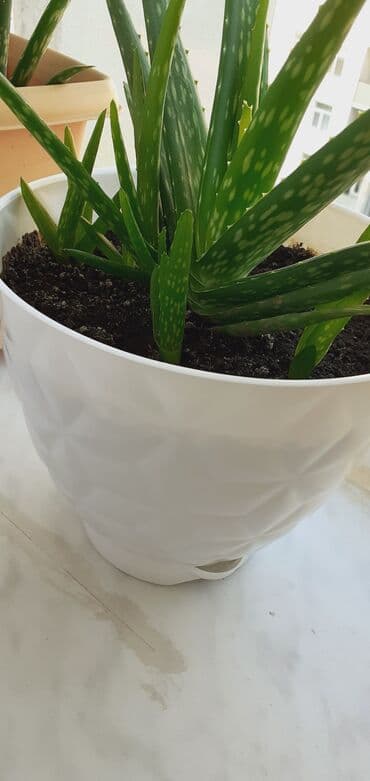 güneş: Esil aloe veradir Xaricden gelib, mualicevidir. - Bitki: ətli — 2